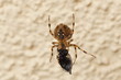 Spinne mit eingesponnener Fliege