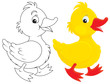 Duckling