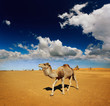 camel in the Sahara desert