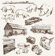 pig-breeding