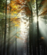 sun beams in an autumn morning wood