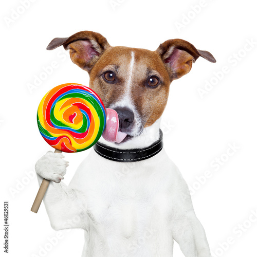 Photo: candy lollypop licking dog candy lollypop licking dog
