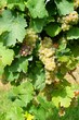 Foto: Weinreben Weinreben