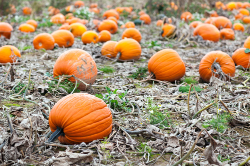 Photo: Pumpkin field Pumpkin field