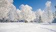 Foto: Winter park in snow Winter park in snow