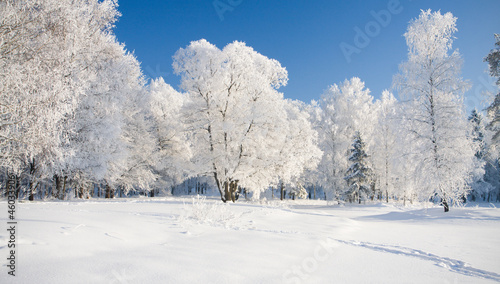 Photo: Winter park in snow Winter park in snow