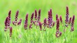 Meadow Clary in the wind