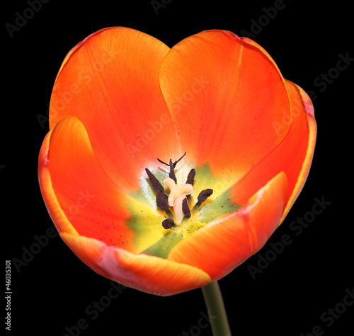 Photo: Tulip bud Tulip bud