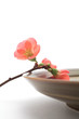 Close up of a flowering quince