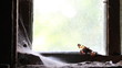 butterfly on the window of an abandoned house