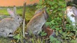 rabbits
