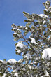 Snow covered tree