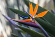 Bird of paradise