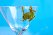 Rainette sur un verre à cocktail  (Hyla meridionalis)