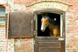 Koń