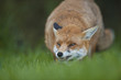 Red fox (Vulpes vulpes)