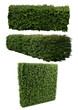 Haies taillées (carpinus, buxus)