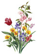 flower illustration