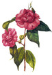 flower illustration