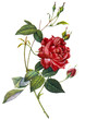 flower illustration