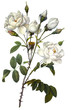 flower illustration