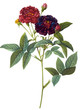 flower illustration