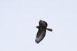 Long Legged Buzzard (buteo rufinus)