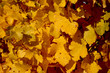 Foto: Herbstliches Weinlaub Herbstliches Weinlaub