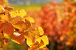 Weinberge im Herbst