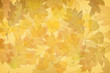 Autumn leaves background