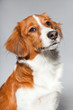 Cute puppy Kooiker hound. Studio shot isolated
