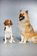 Eurasier dog and Kooiker hound together. Studio shot isolated