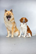 Eurasier dog and Kooiker hound together. Studio shot isolated