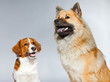 Eurasier dog and Kooiker hound together. Studio shot isolated