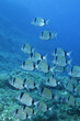 salpe pesci blue mediterraneo