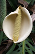 Foto: PFLANZEN_0538_Philodendron PFLANZEN_0538_Philodendron
