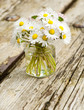Gänseblümchen, Blumengruß, Alles Liebe!, Bellis perennis