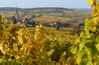 Alsace im Herbst