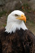 american eagle