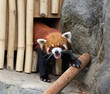 Red panda