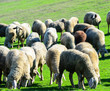 Photo: Sheep in nature grazing Sheep in nature grazing