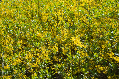 Photo: Forsythia Forsythia
