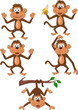 Monkey cartoon