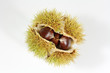 Frucht Edelkastanie