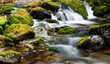 Brook