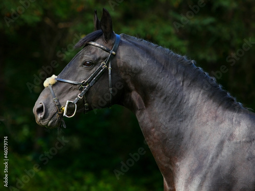 Photo: Black Trakehner Horse with classic bridle on dark background Black Trakehner Horse with classic bridle on dark background