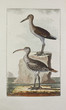Whimbrel