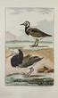 Vögel