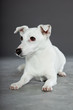 Cute and funny white jack russell dog isolated on grey.