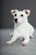 Cute and funny white jack russell dog isolated on grey.